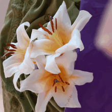 a close up of two white flowers with yellow centers