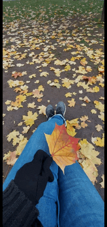 a person holding a maple leaf on their feet