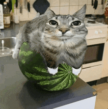 a cat sitting on top of a watermelon on a kitchen counter