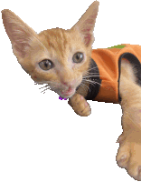 a kitten wearing an orange vest with a purple collar