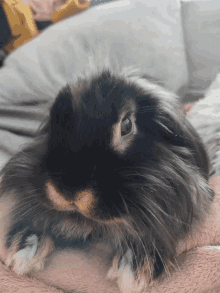 a close up of a rabbit laying on a pink blanket