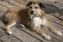 a dog is laying on a wooden deck and looking at the camera