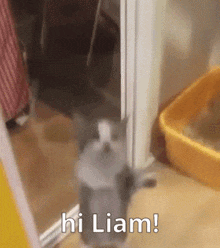 a cat is standing in a doorway next to a litter box and says `` hi liam '' .