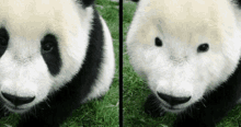 a black and white panda bear is sitting in the grass looking up at the camera .