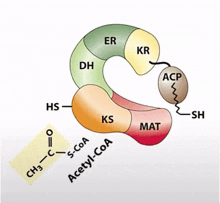 a diagram showing the chemical structure of a protein