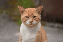 a close up of a cat sitting on the ground looking at the camera .