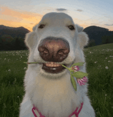 a white dog with a flower in its mouth looks at the camera