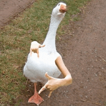 a white goose with a hand on its leg