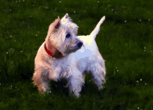 a small white dog wearing a red collar is standing in the grass