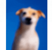 a blurry picture of a dog 's face against a blue background