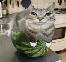 a cat is sitting on a watermelon on a counter .