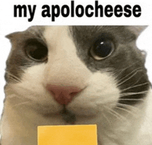 a cat is holding a piece of cheese with the words `` my apology cheese '' written on it .