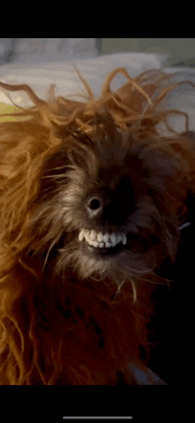 a close up of a chewbacca dog with a big smile