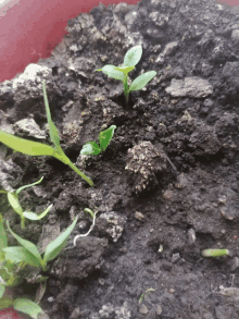 a small green plant is growing out of the soil