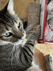 a close up of a cat 's face next to a box that says ' carpet '