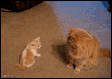 a cat and a kitten are playing with each other and the word scale is on the bottom right