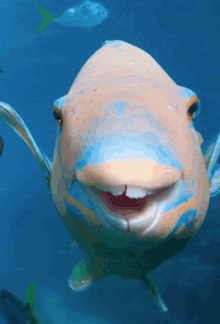 a fish with a missing tooth is smiling in the water