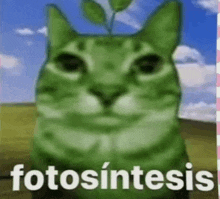 a green cat with a plant growing out of its head and the word fotosintesis .