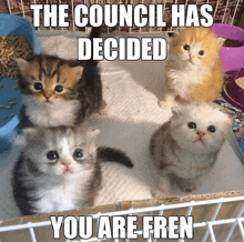 four kittens in a cage with the caption " the council has decided "