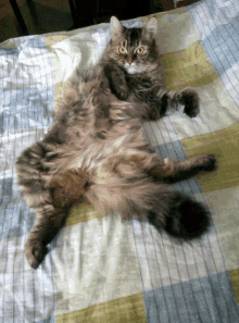 a fluffy cat laying on its back on a striped blanket