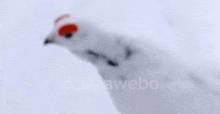 a close up of a white bird with red eyes in the snow .