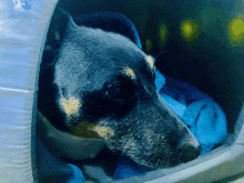 a dog with a blue blanket on its back is looking out of a blue box