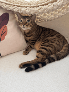 a cat laying on a couch next to a pillow