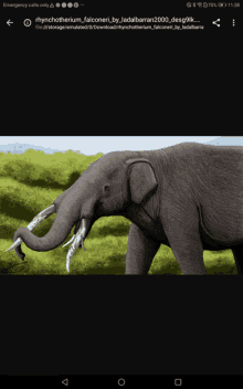 a phone screen shows a picture of an elephant and says emergency calls only at the top