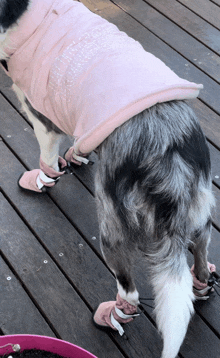 a dog wearing a pink shirt and pink boots