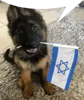 a german shepherd puppy is holding a small israeli flag