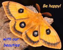 a yellow moth is sitting on a piece of wood with the words be happy with our beauties below it