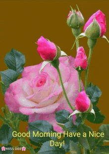 a pink rose with the words good morning have a nice day on it