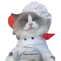 a cat dressed in a chef 's outfit has a sign that says that little puff on it