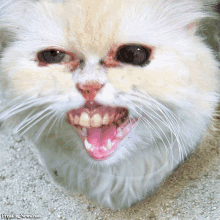 a close up of a cat 's face with freakingnews.com written in the bottom right corner