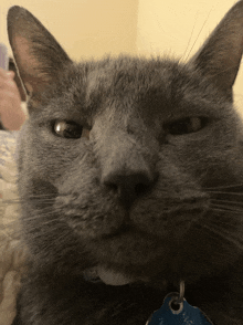 a close up of a gray cat 's face with a blue tag that says ' amanda ' on it