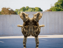 two cats standing on their hind legs in front of a concrete wall