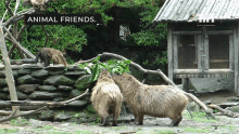 two capybaras are standing next to each other in front of a stone wall and a sign that says animal friends