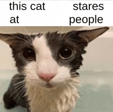 a close up of a cat with the words this cat stares at people below it