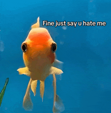 a goldfish in a blue tank with the words fine just say u hate me below it