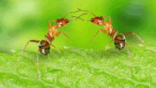 two ants are fighting each other on a green leaf .