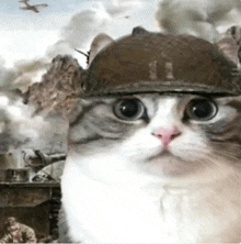 a cat is wearing a military helmet and looking at the camera