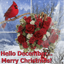 a cardinal sitting on a branch with a bouquet of red roses and the words hello december merry christmas