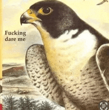 a painting of a falcon with the words `` fucking dare me '' on the bottom .