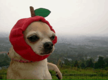 a small dog wearing a red apple hat with a green leaf on top