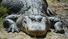 a large crocodile is laying on the ground with its mouth open