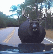 a deer is standing on the hood of a car on a road