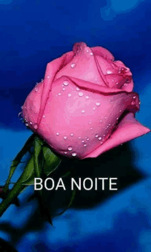 a pink rose with water drops on it is on a blue background with the words boa noite .