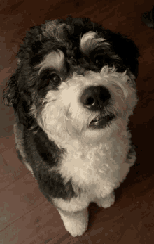 a black and white dog sitting on a wooden floor looking up