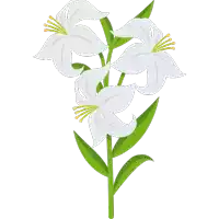 a bunch of white flowers with yellow centers and green leaves