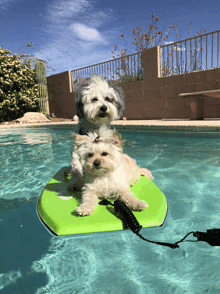 two small dogs on a green boogie board in a pool